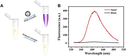 A Washing-Free and Easy-to-Operate Fluorescent Biosensor for Highly Efficient Detection of Breast Cancer-Derived Exosomes